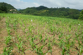 土壤污染修复(改良)产品的生产销售-浙江中地净土科技有限公司