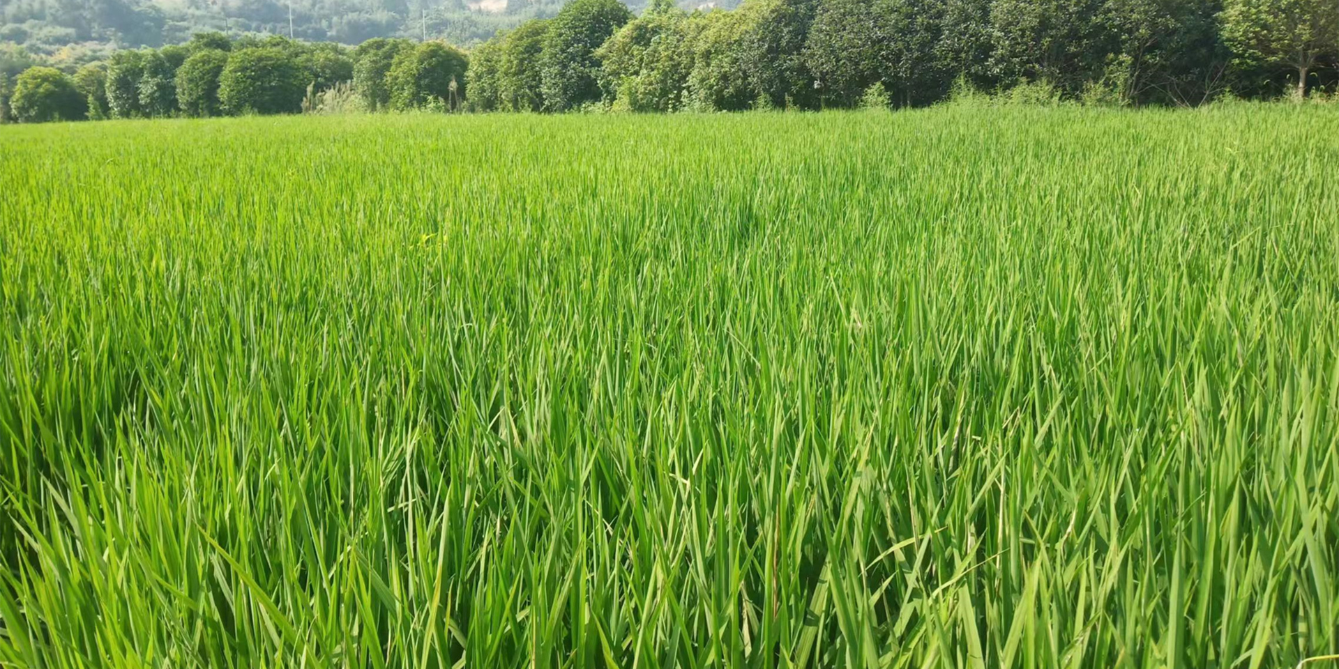 环保管家第三方综合服务-浙江中地净土科技有限公司