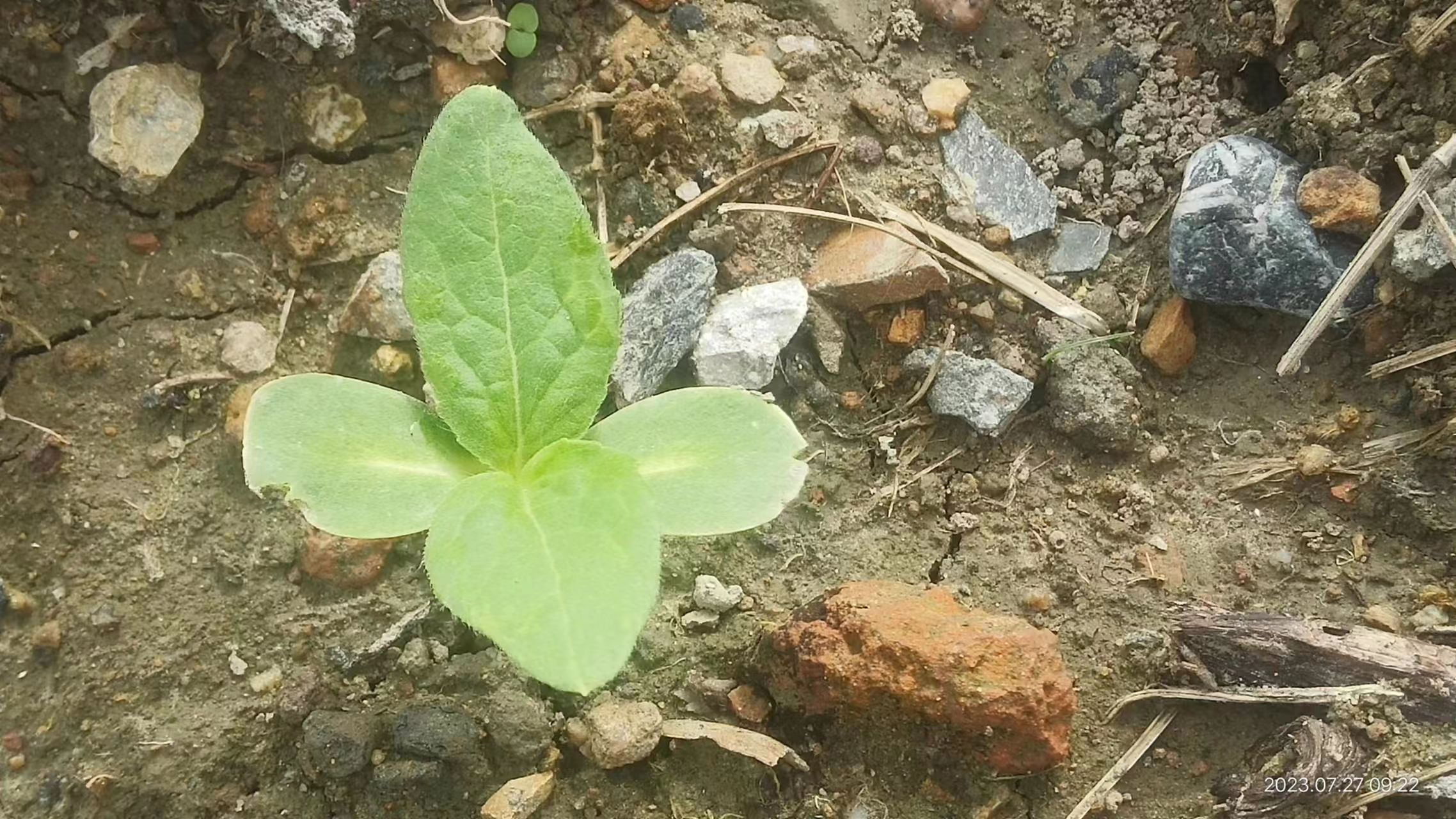 【行业聚焦】保障人民群众吃得放心、住的安心！《土壤污染源头防控行动计划》正式印发-浙江中地净土科技有限公司